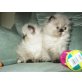 Perser Colourpoint - Katze