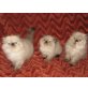 Perser Colourpoint - Katze