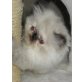 Perser Colourpoint - Katze