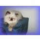 Perser Colourpoint - Katze