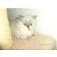 Perser Colourpoint - Katze