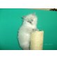 Perser Colourpoint - Katze