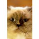 Perser Colourpoint - Katze