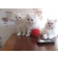 Perser Colourpoint - Katze