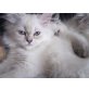 Perser Colourpoint - Katze