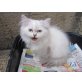 Perser Colourpoint - Katze