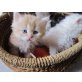 Perser Colourpoint - Katze