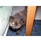 Perser Colourpoint - Katze