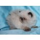 Perser Colourpoint - Katze