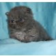Perser Colourpoint - Katze