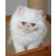 Perser Colourpoint - Katze