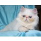 Perser Colourpoint - Katze