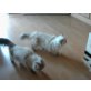 Perser Colourpoint - Katze
