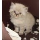 Perser Colourpoint - Katze