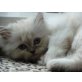Perser Colourpoint - Katze