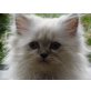 Perser Colourpoint - Katze