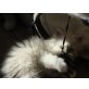 Perser Colourpoint - Katze
