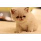Perser Colourpoint - Katze