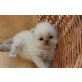 Perser Colourpoint - Katze