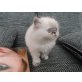 Perser Colourpoint - Katze