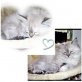 Perser Colourpoint - Katze