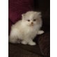 Perser Colourpoint - Katze