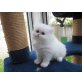 Perser Colourpoint - Katze