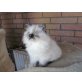 Perser Colourpoint - Katze