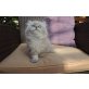 Perser Colourpoint - Katze
