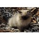 Perser Colourpoint - Katze