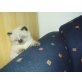 Perser Colourpoint - Katze