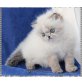 Perser Colourpoint - Katze