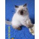 Perser Colourpoint - Katze
