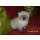 Perser Colourpoint - Katze