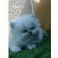 Perser Colourpoint - Katze