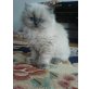 Perser Colourpoint - Katze