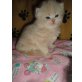 Perser Creme - Kater
