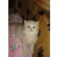Perser Creme - Kater