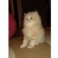 Perser Creme - Kater