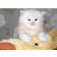 Perser Creme - Kater