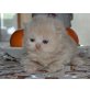 Perser Creme - Kater