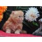 Perser Creme - Kater