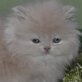 Perser Creme - Kater