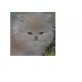 Perser Creme - Kater