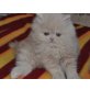 Perser Creme - Kater