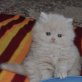 Perser Creme - Kater