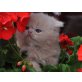 Perser Creme - Kater
