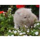 Perser Creme - Kater