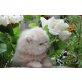 Perser Creme - Kater