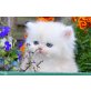 Perser Creme - Kater